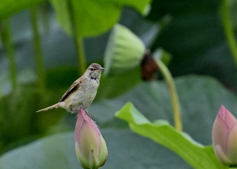 オオヨシキリ1608