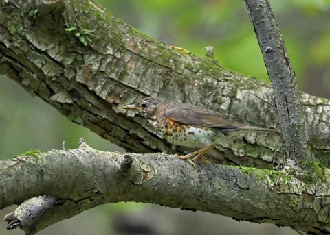 クロツグミ♀幼鳥4790