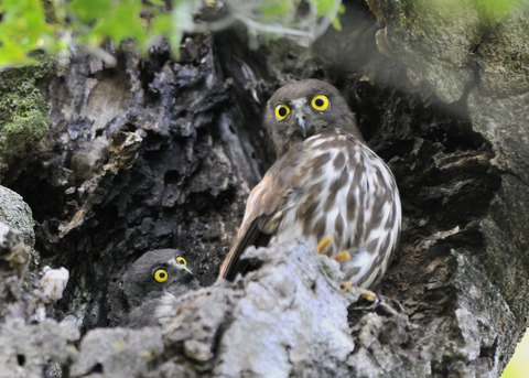 アオバズクのヒナ8608