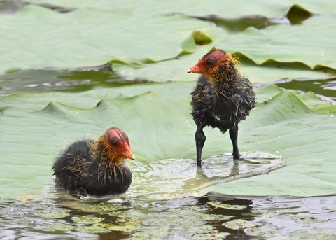 オオバンのヒナ7312