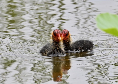 オオバンのヒナ7220