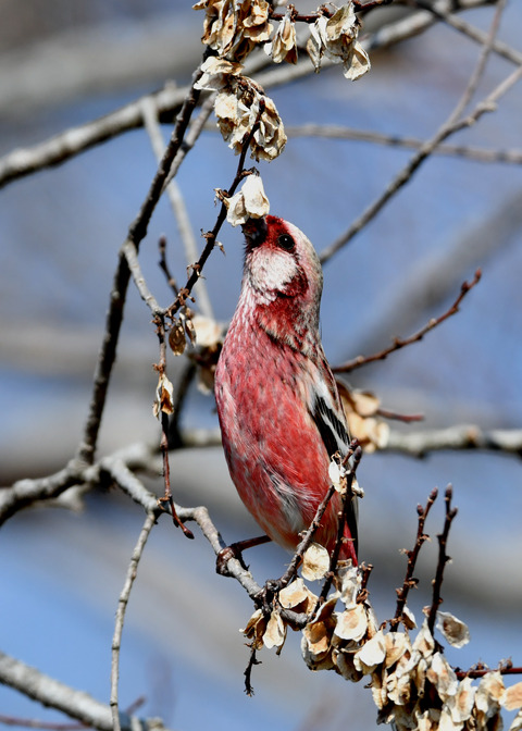 ベニマシコ♂3089