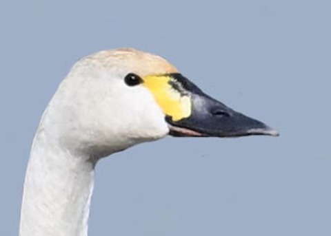 ｱﾒﾘｶｺﾊｸﾁｮｳ4005