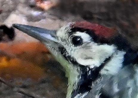 アカゲラ♂幼鳥3712