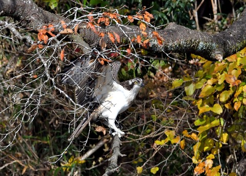 飛ぶ・ミサゴ1082