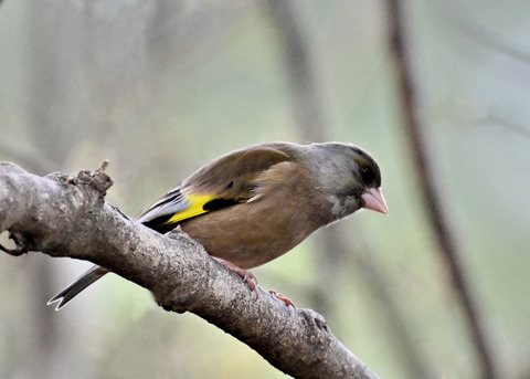 オオカワラヒワ7554