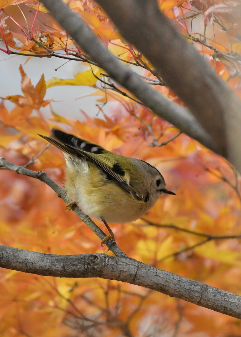 キクイタダキ 野口洪志の野鳥日記 キクイタダキ 野口洪志の野鳥日記