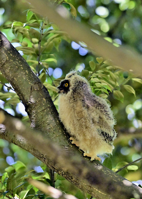 トラフズクのヒナ7626