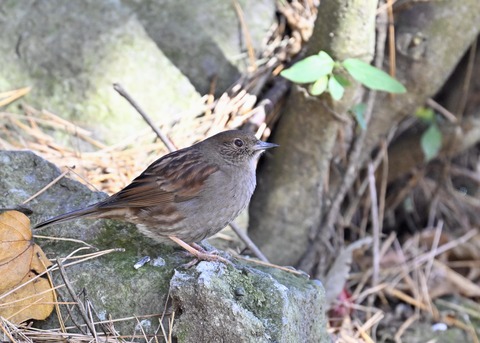 カヤクグリ6886