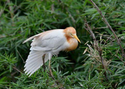 アマサギ6926