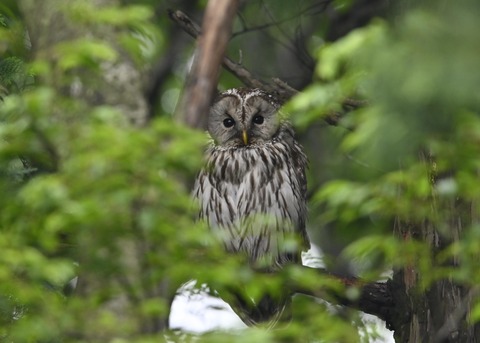 フクロウ♀3171