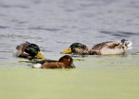 マガモ♂エクリプス1865