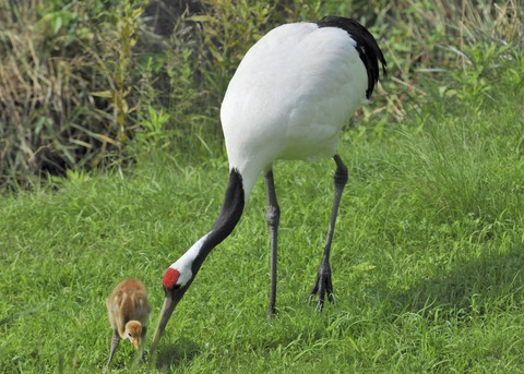 タンチョウヅルの親子・2411
