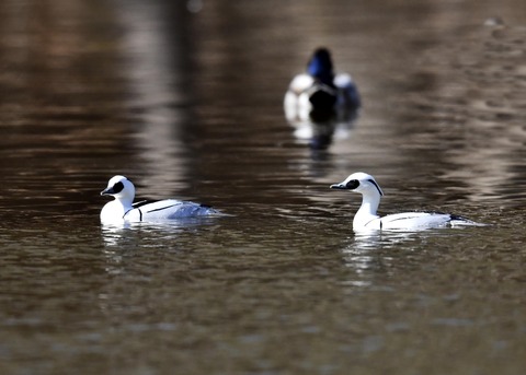 ミコアイサ♂7774