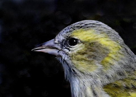 マヒワ♀1800(3234)