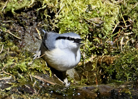 ゴジュウカラ7648