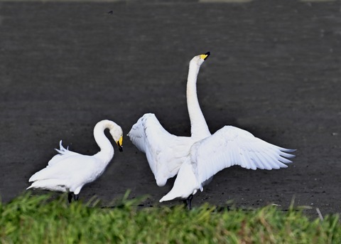 オオハクチョウ2313