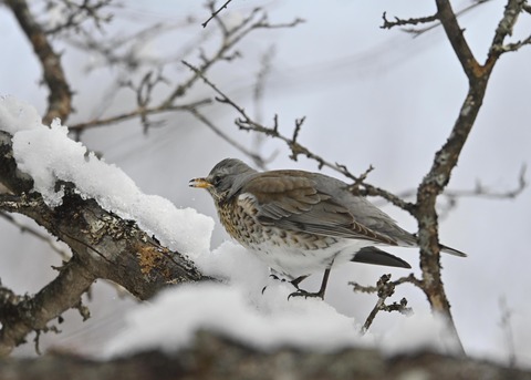 ノハラツグミ1319○