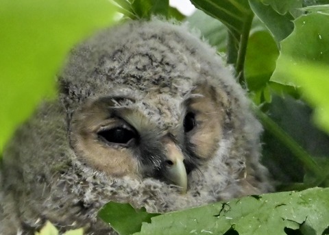 フクロウのヒナ3001(3244)