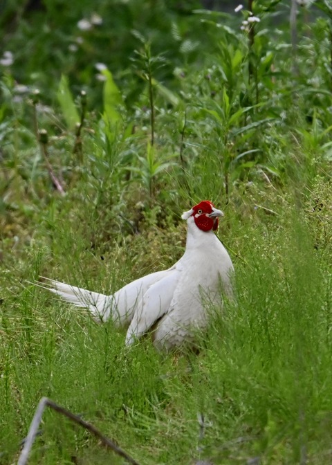 キジ♂白化1738