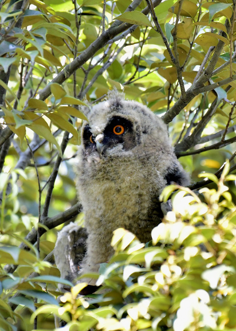 トラフズクのヒナ0026