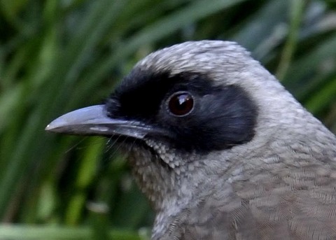 カオグロガビチョウ3012-04