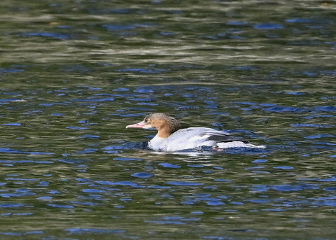 カワアイサ♀2950