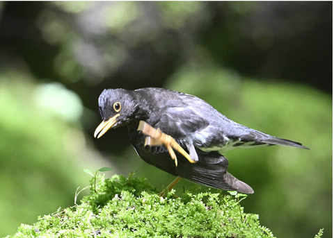 クロツグミ♂0137