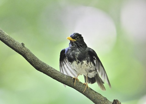 クロツグミ♂0285