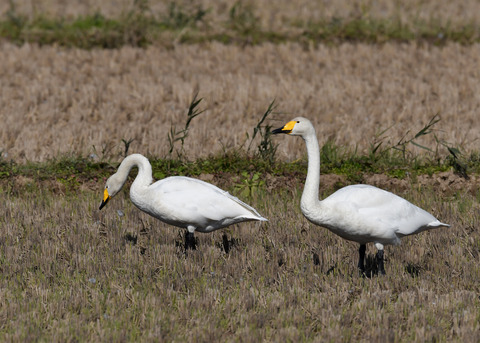 オオハクチョウ4382