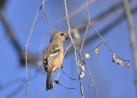 ベニマシコ♀5426