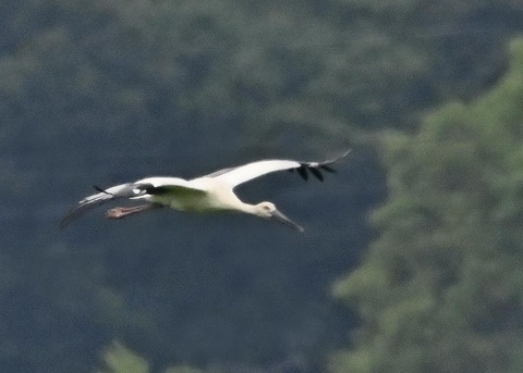 コウノトリ2438