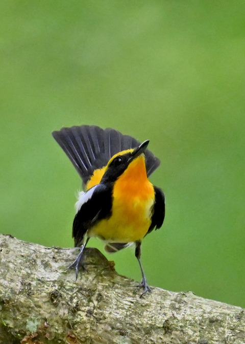 キビタキ成鳥♂5889