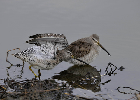 オオハシシギ2054