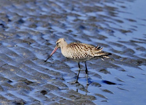 オオソリハシシギ9013