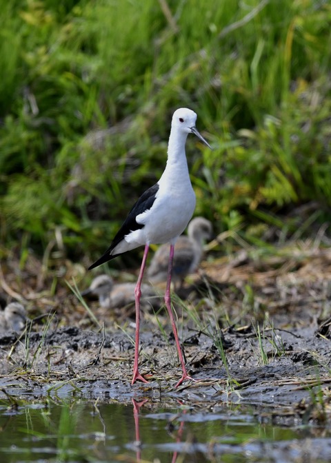 セイタカシギのヒナ①②③④5416