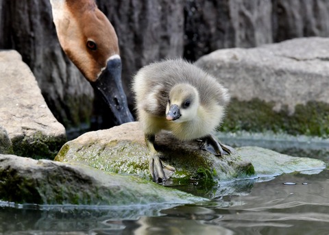 サカツラガンのヒナ0115