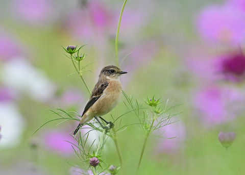 ノビタキ♀9637