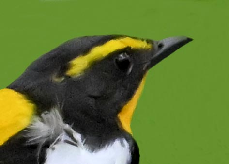 キビタキ成鳥♂5001