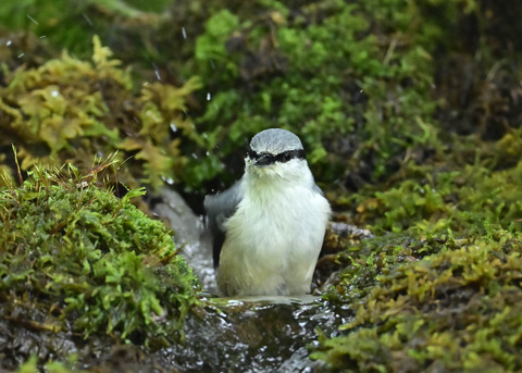ゴジュウカラ1369