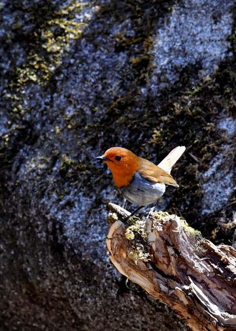 コマドリ♂5292-01