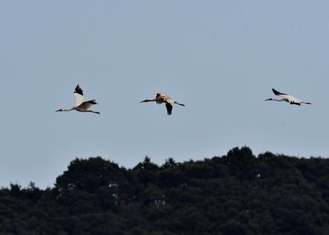 飛ぶ・ソデグロヅル8016