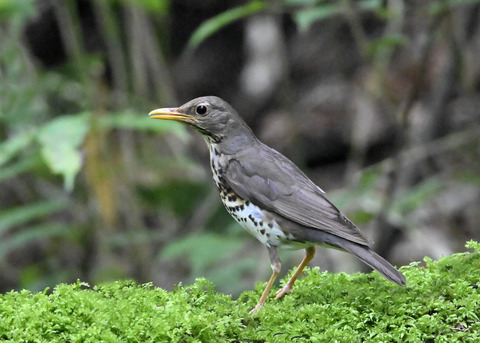 クロツグミ♀9124