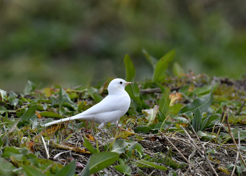 白化・ハクセキレイ8102