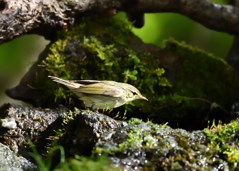 メボソムシクイ0725