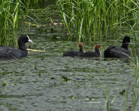 オオバンの親子6149