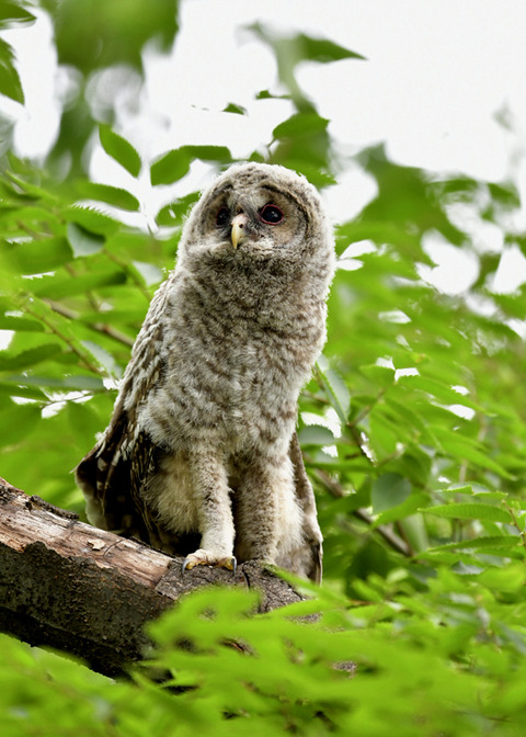 フクロウのヒナ0983