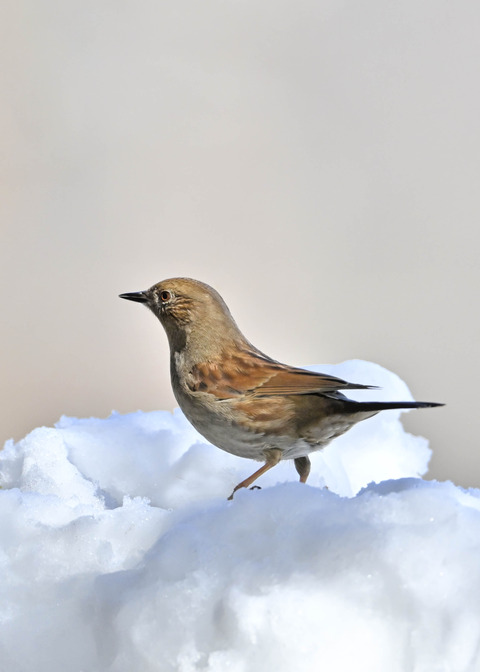 カヤクグリ4701