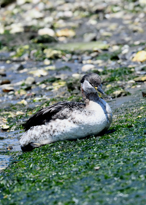 ｱｶｴﾘｶｲﾂﾌﾞﾘ7576