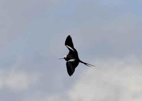 オオグンカンドリ2504